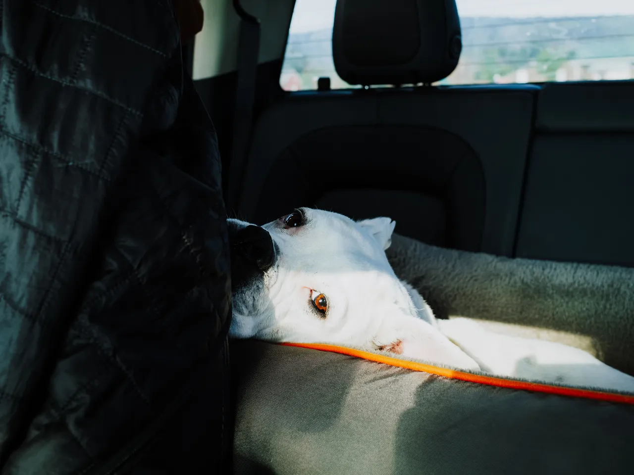 Pet Hair Removal at Kept Auto in Ashland, MO